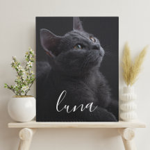 Nome da Foto do Gato de Estimação