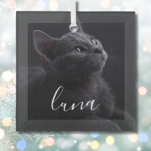 Nome da Foto do Gato de Estimação