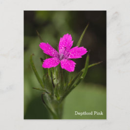 Nome de Flor Silvestre Deptford Pink Cartão Postal