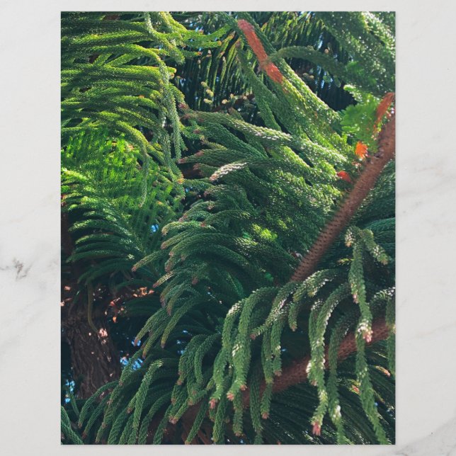 Norfolk Island Pine (Frente)