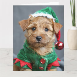 Norfolk Terrier Elf Cartão de Natal De Pupppy