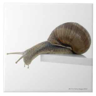 Normalsnail