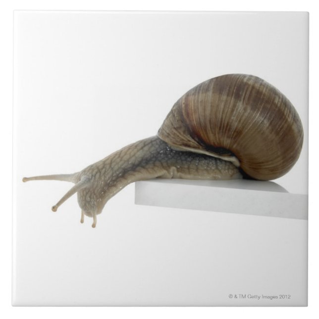 Normalsnail (Frente)