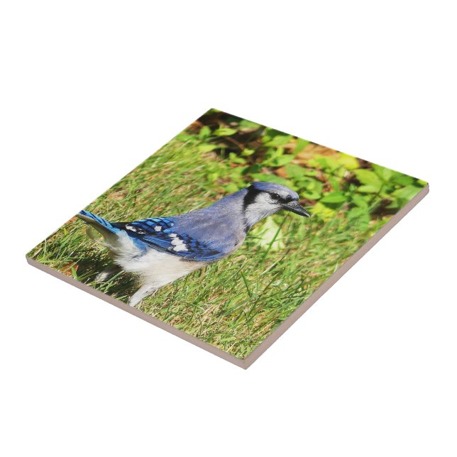 Norte Blue Jay (Lateral)