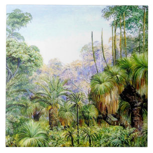 Norte - Cena Florestal no Oeste da Austrália