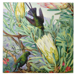 Norte - Flores de mel e sugadores de mel 