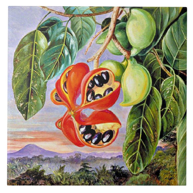 Norte - Folhagem e Fruta Esterculia Parviflora (Frente)