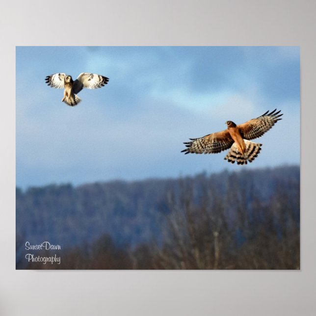 Norte Harrier e Short=Orelha Poster (Frente)