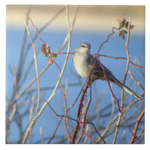 Norte Mockingbird - Azulejo de fotos