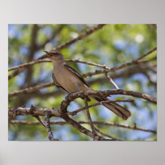 Norte Mockingbird Singing Poster