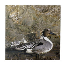 Norte Pintail Duck Amantes