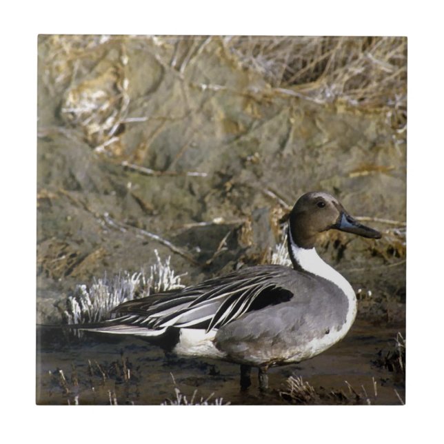 Norte Pintail Duck Amantes (Frente)