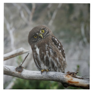Norte Pygmy Owl