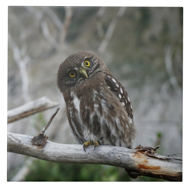 Norte Pygmy Owl (Frente)