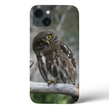 Norte Pygmy Owl iPhone 13 Case