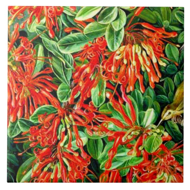 Norte - Queimando Bush e Emu Wren no Chile (Frente)