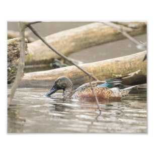 Norte Shoveler Duck ao longo da fotografia de cost