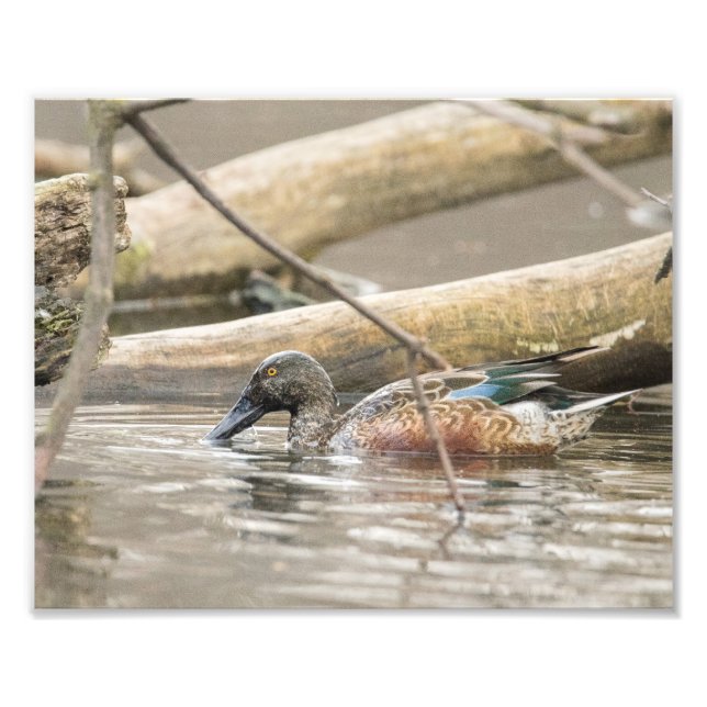 Norte Shoveler Duck ao longo da fotografia de cost (Frente)