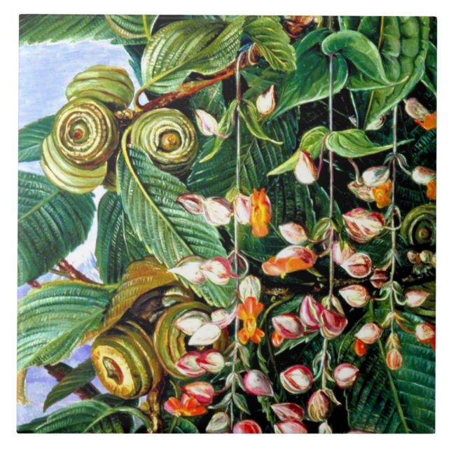 Norte - Um Carvalho Darjeeling, belas artes (Frente)