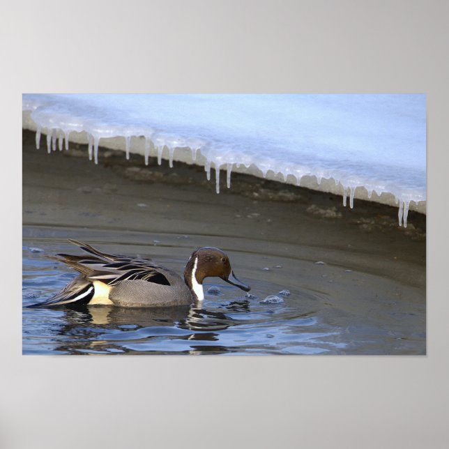 Northern Pintail Duck Photo Poster (Frente)