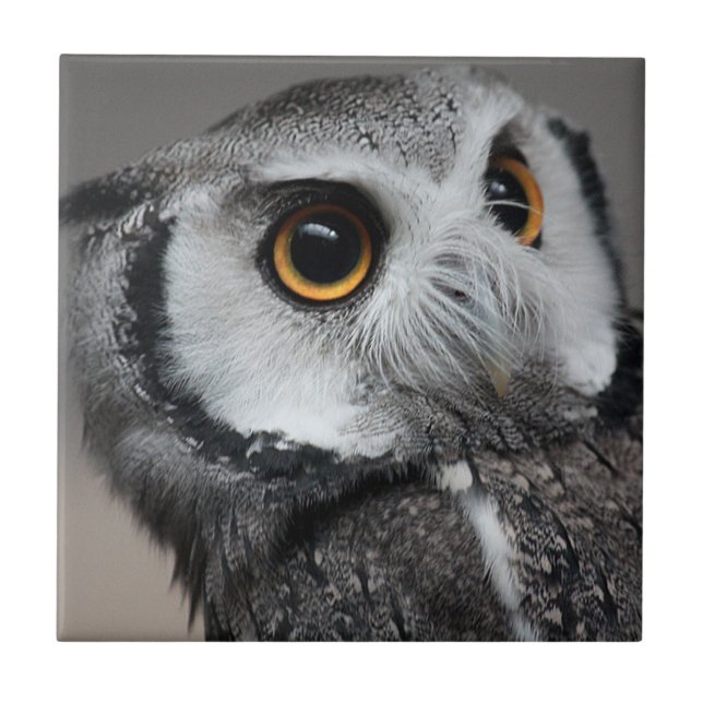Northern White-faced Owl , Ptilopsis leucotis (Frente)