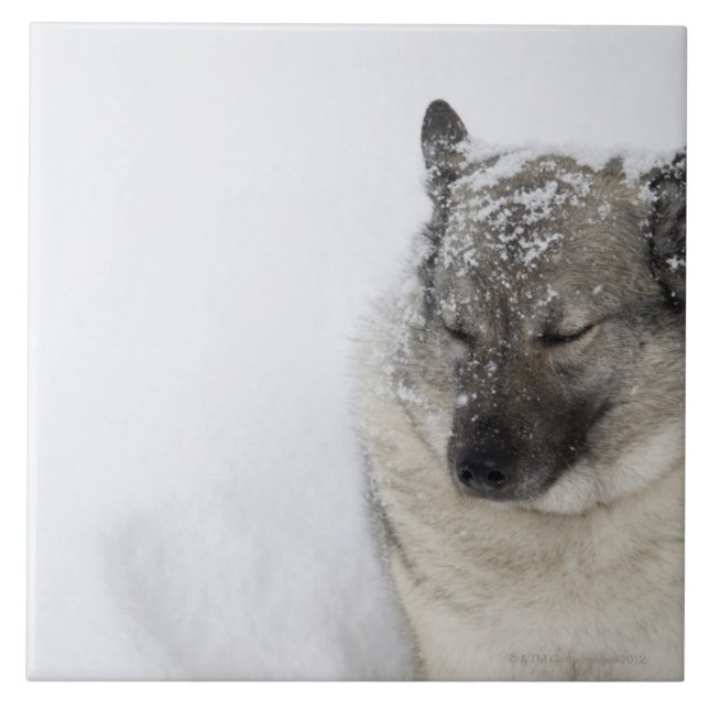 Norueguês Elkhound (Frente)