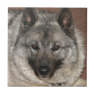 Norueguês Elkhound