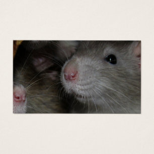 Noses Pequenas
