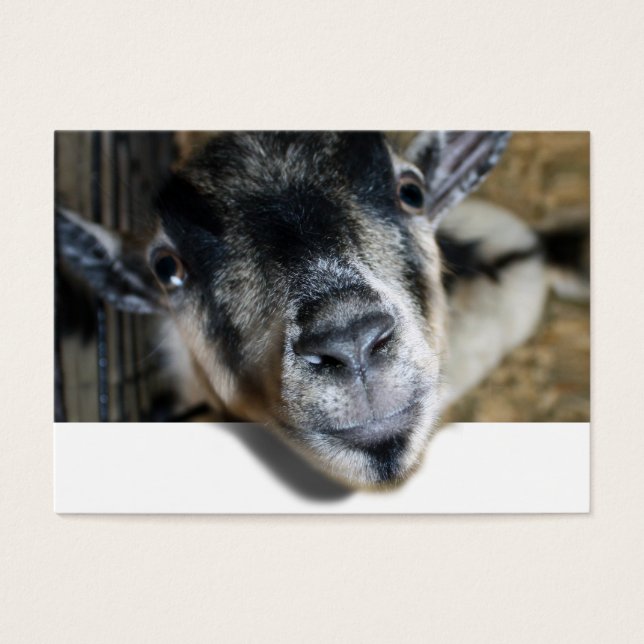 Nosy Goat Olhando (Frente)