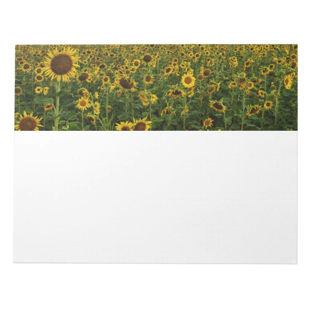 Notas Campo do Bloco de Flores Solares (Frente)