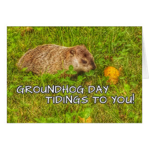 Notícias do dia de Groundhog a você! cartões