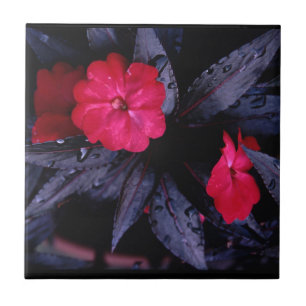 Nova Guiné Impacta Azulejo cerâmico