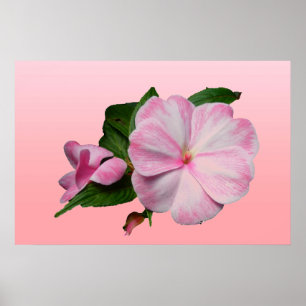 Nova Guiné Impatiza Poster cor-de-rosa e branca