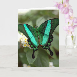 Nova Vida Fotografia Borboleta Verde em Cartão e