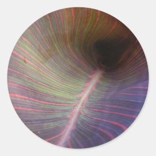 Novo adesivo de Folha de Canna