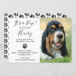 Novo anúncio de "Pet Dog Puppy"