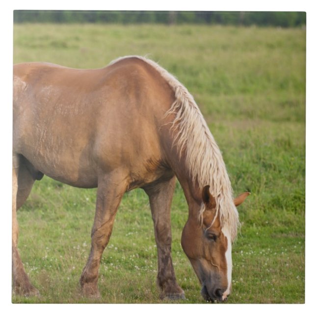 Novo Brunswick, Canadá. Cavalo no campo. (Frente)