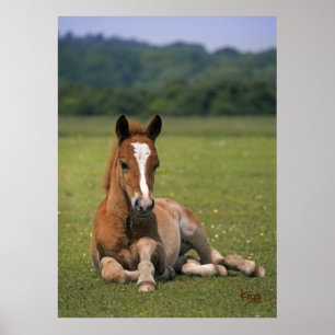 Novo Impressão de floresta