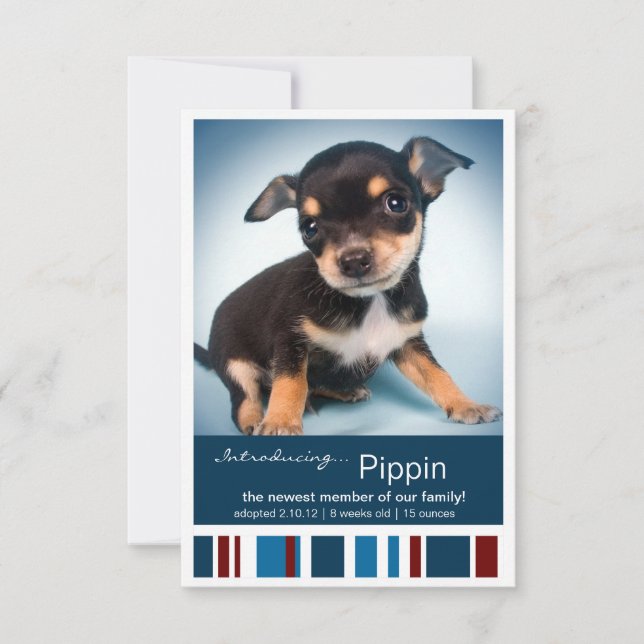 Novo Pet Male Blue Stripes para o anúncio de Menin (Frente)