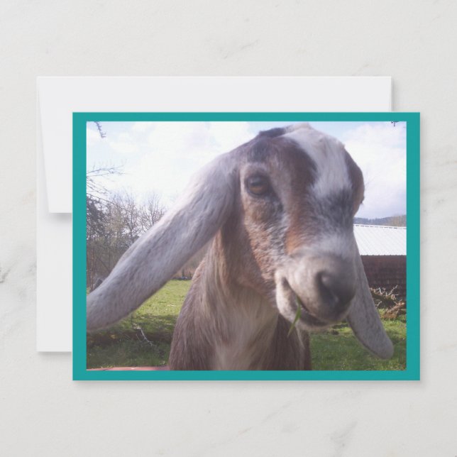 Nubian Goat (Frente)