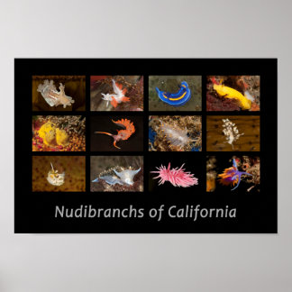 Nudibranchos da Poster da Califórnia