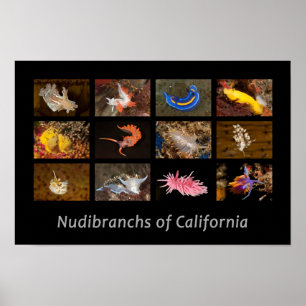 Nudibranchs do poster de Califórnia