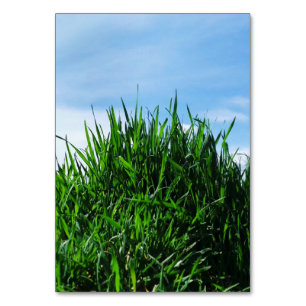 Numeração De Mesa A relva verde no fundo do infinito