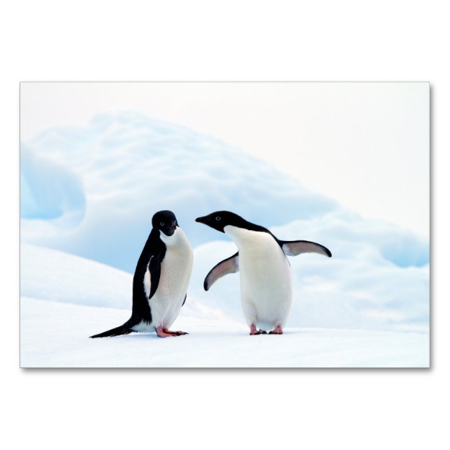 Numeração De Mesa Adelie Penguins (Verso)