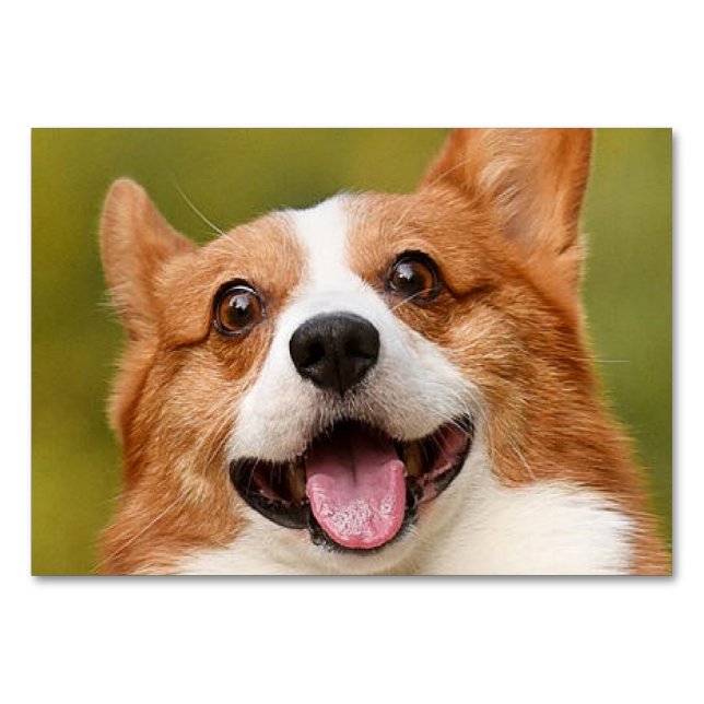 Numeração De Mesa Adicionar Foto de Cão Personalizada Personalizada (Frente)