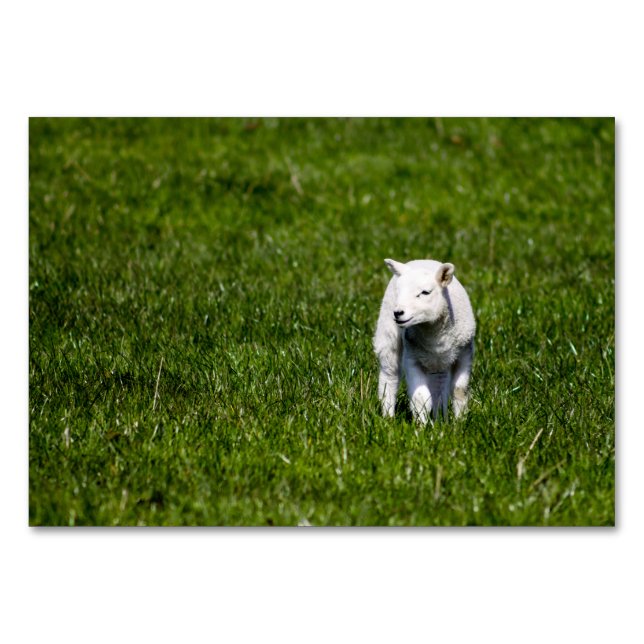 Numeração De Mesa Baby Lamb (Frente)