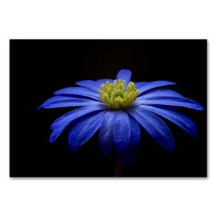 Numeração De Mesa Blue Daisy Gerbera Flower em preto