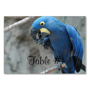 Numeração De Mesa Blue Hyacinth Macaw