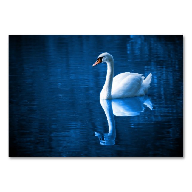 Numeração De Mesa Bonito cisne branco flutuando num lago azul (Frente)