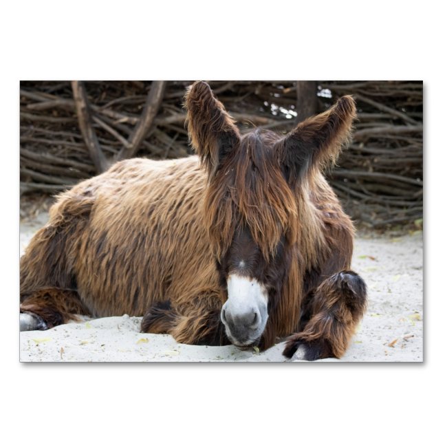 Numeração De Mesa Burro Poitou Marrom (Frente)